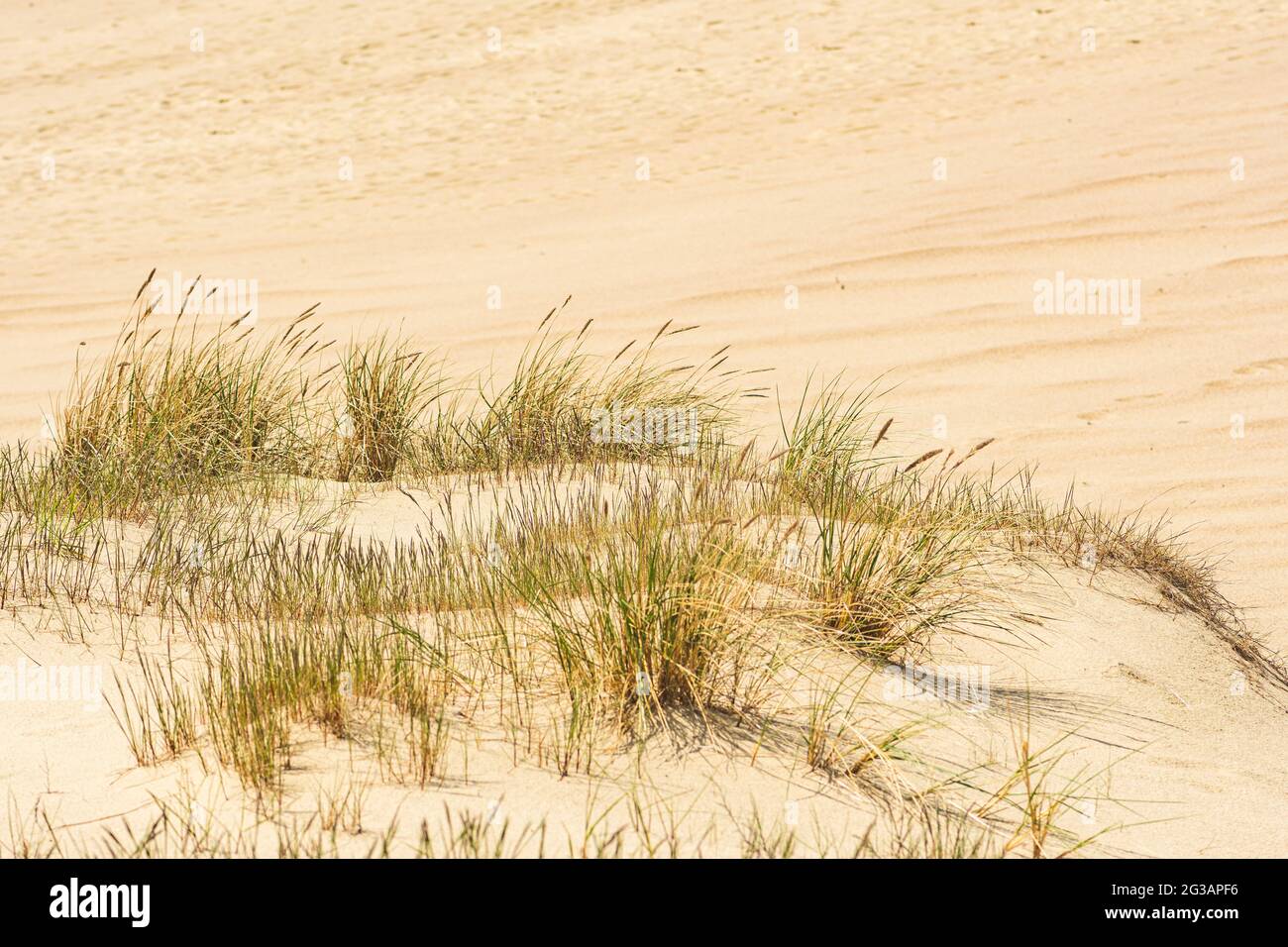 Desert desertification hi-res stock photography and images - Alamy