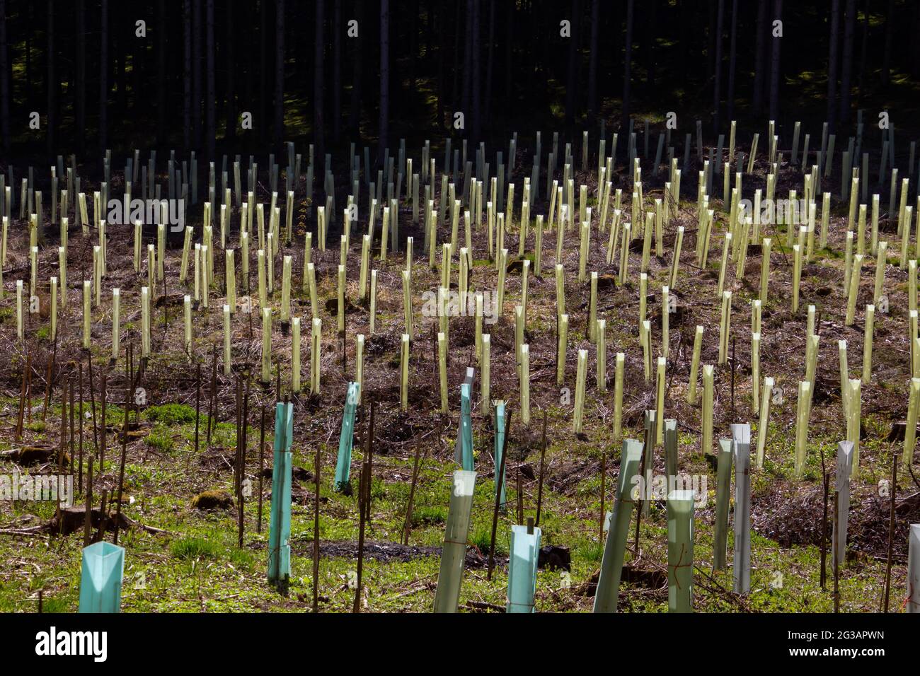 Tree nursery in the forest, plastic tubes protecting seedlings Stock