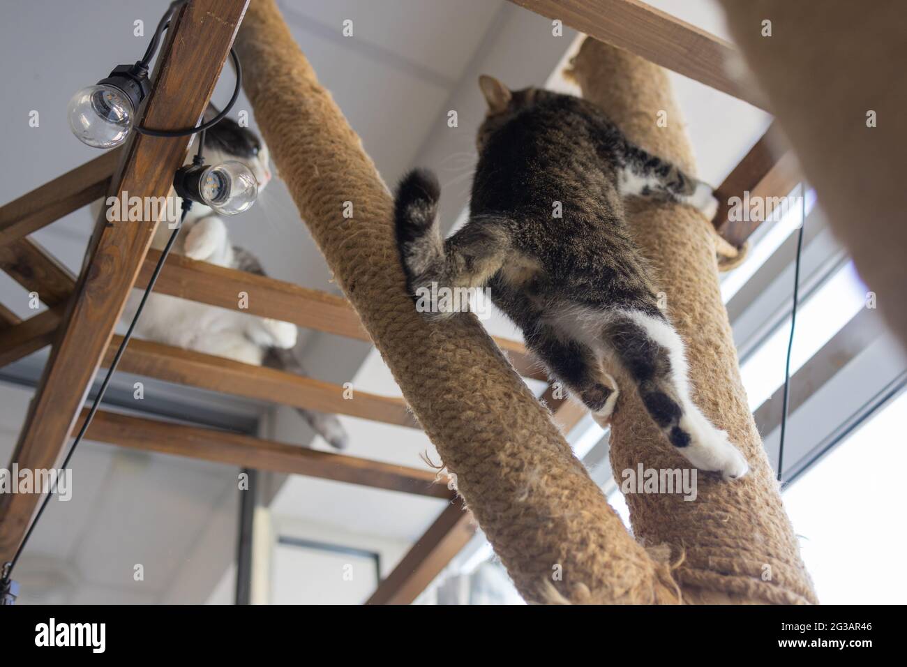 Cat Scratching.Claws on the scratching post against the background of
