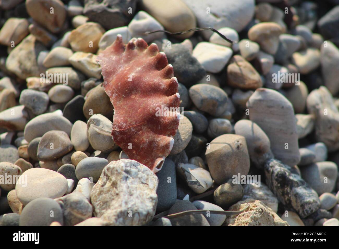 Seashell on the stones of a beach Stock Photo - Alamy