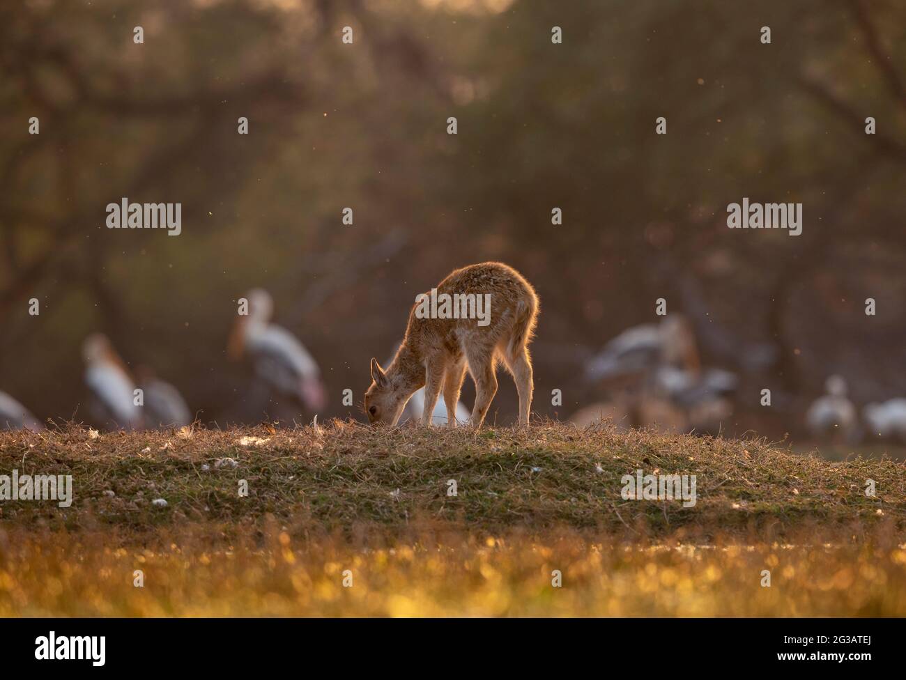 Spotted deer Stock Photo