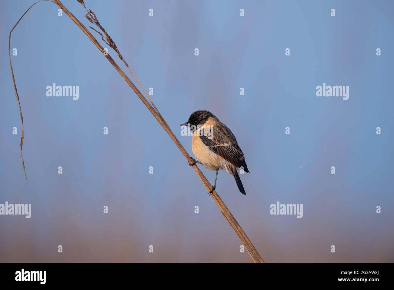 Chat leaf hi-res stock photography and images - Alamy