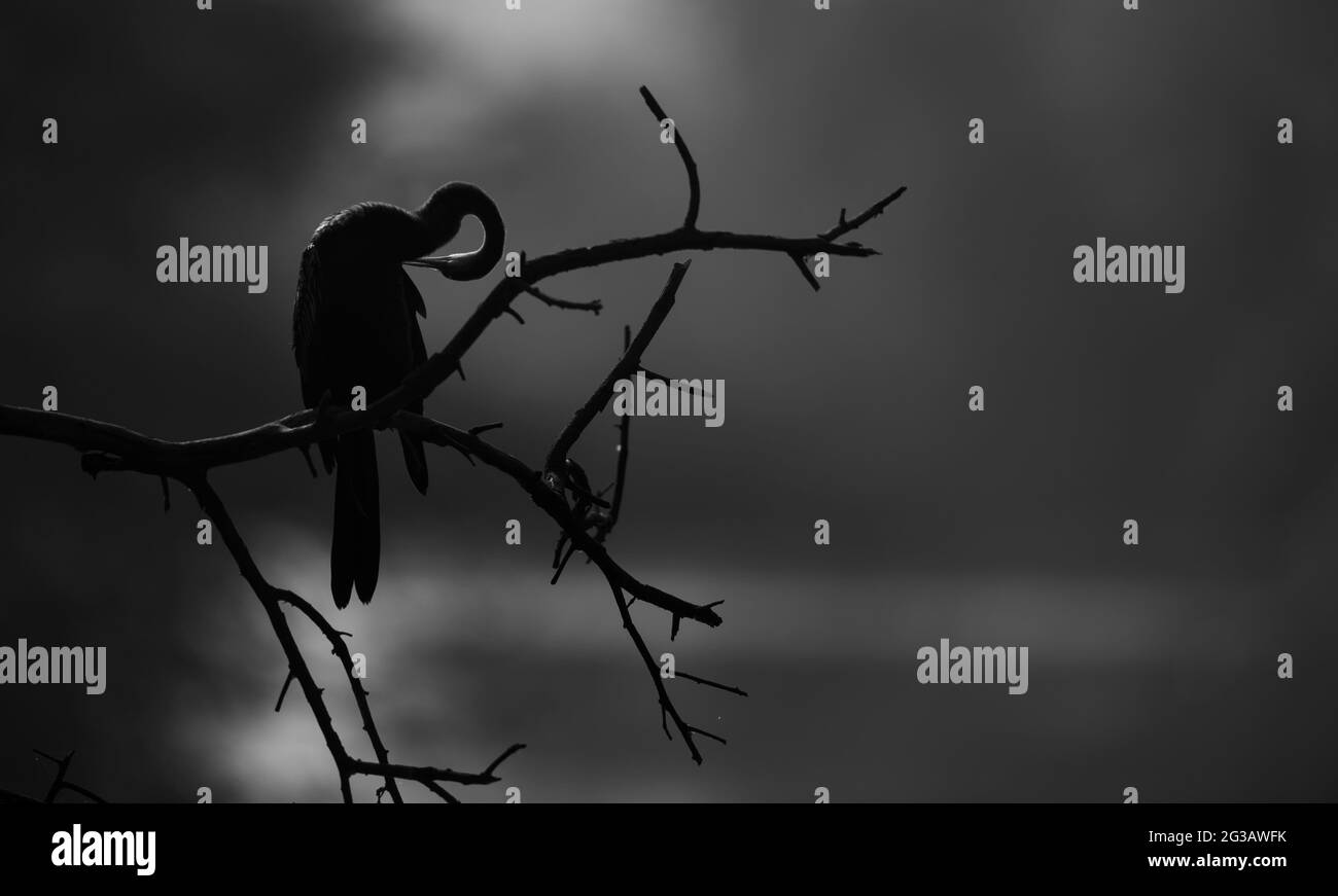 Cormorant and darter Stock Photo Alamy