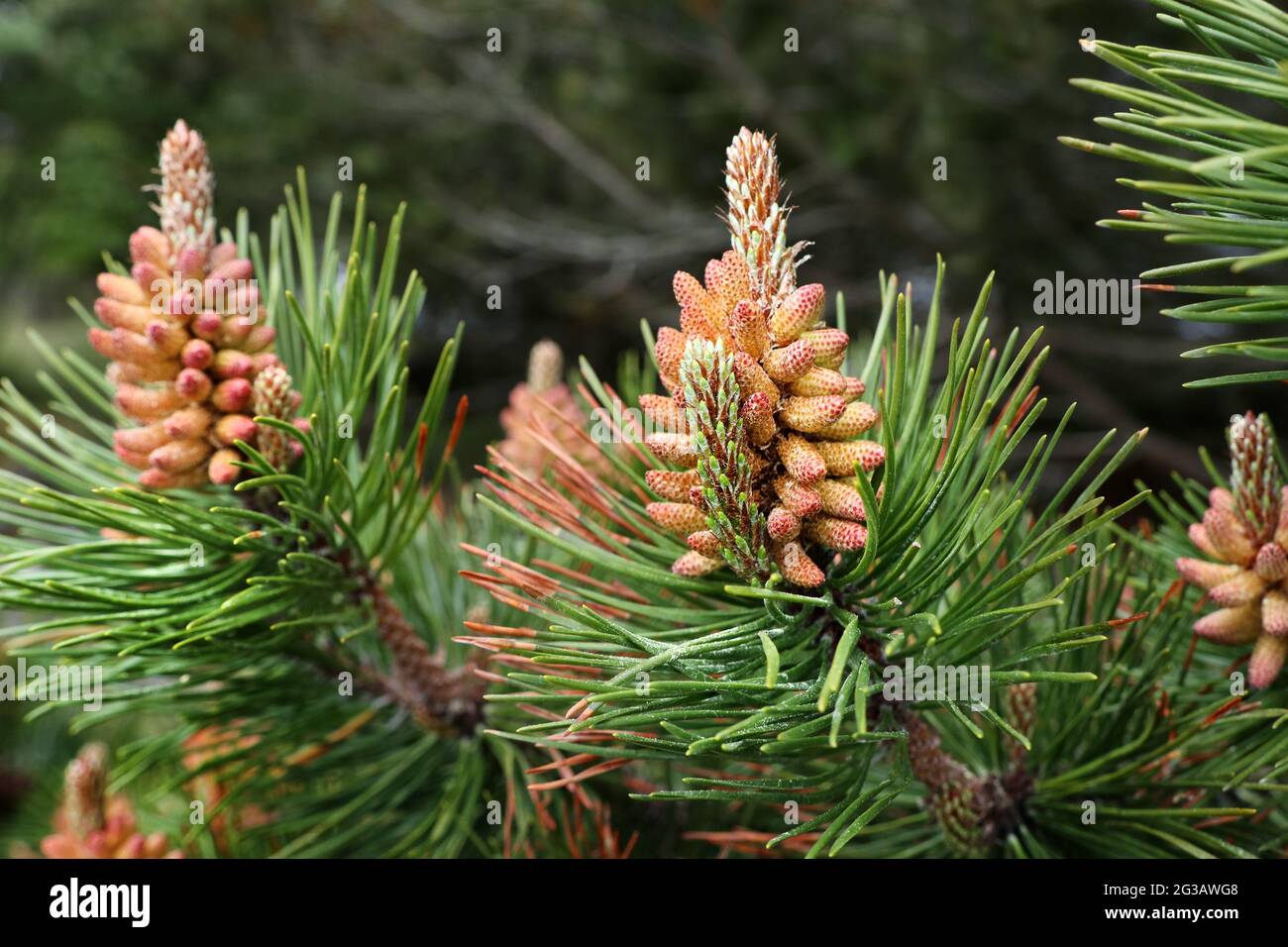 Male Pine Cones, UK Stock Photo