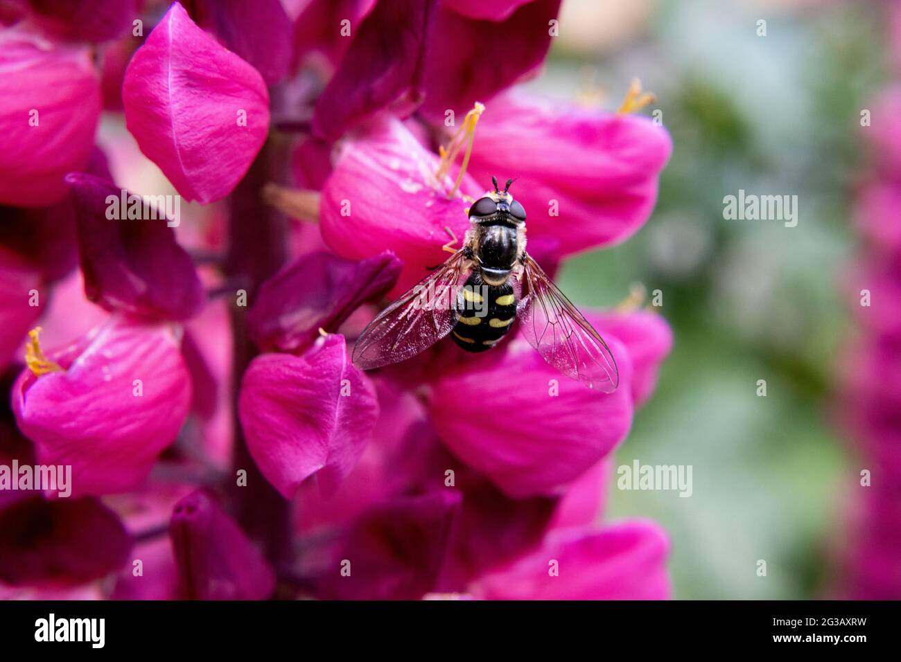 A close-up of a hoverfly perched on a pink lupin taken on an early summer morning Stock Photo