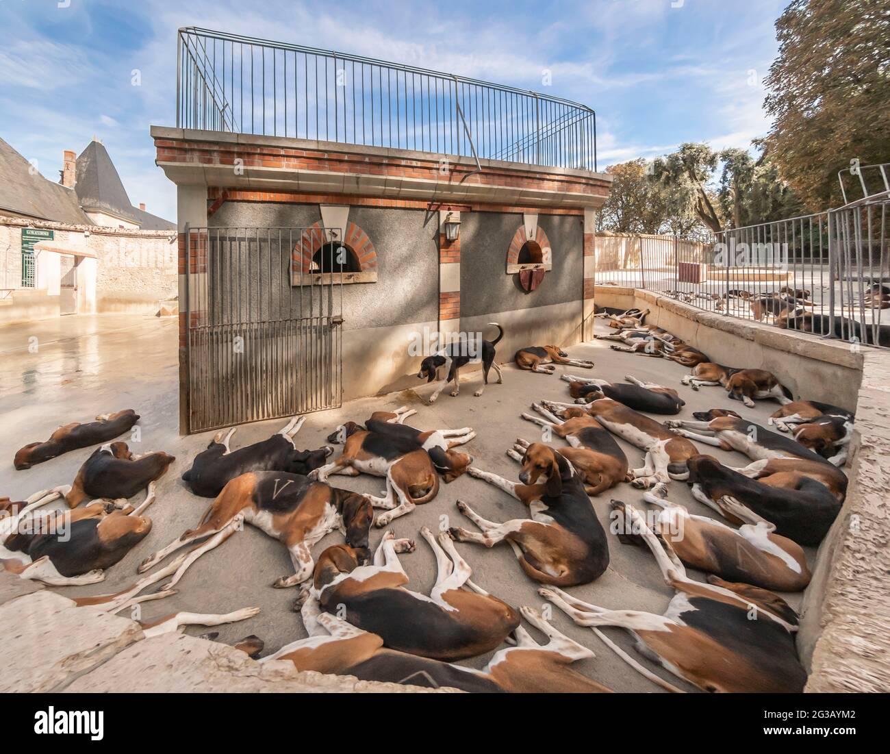 FRANCE - LOIRE VALLEY - LOIR ET CHER (41) - CASTLE OF CHEVERNY : THE KENNELS.  THE ESTATE IS ALSO A HOTSPOT FOR WINE. THE KENNELS ARE HOME TO A HUNDRED  Stock Photo - Alamy
