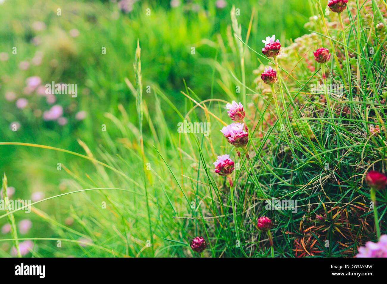 Wild flowers grow in a summer meadow Stock Photo - Alamy
