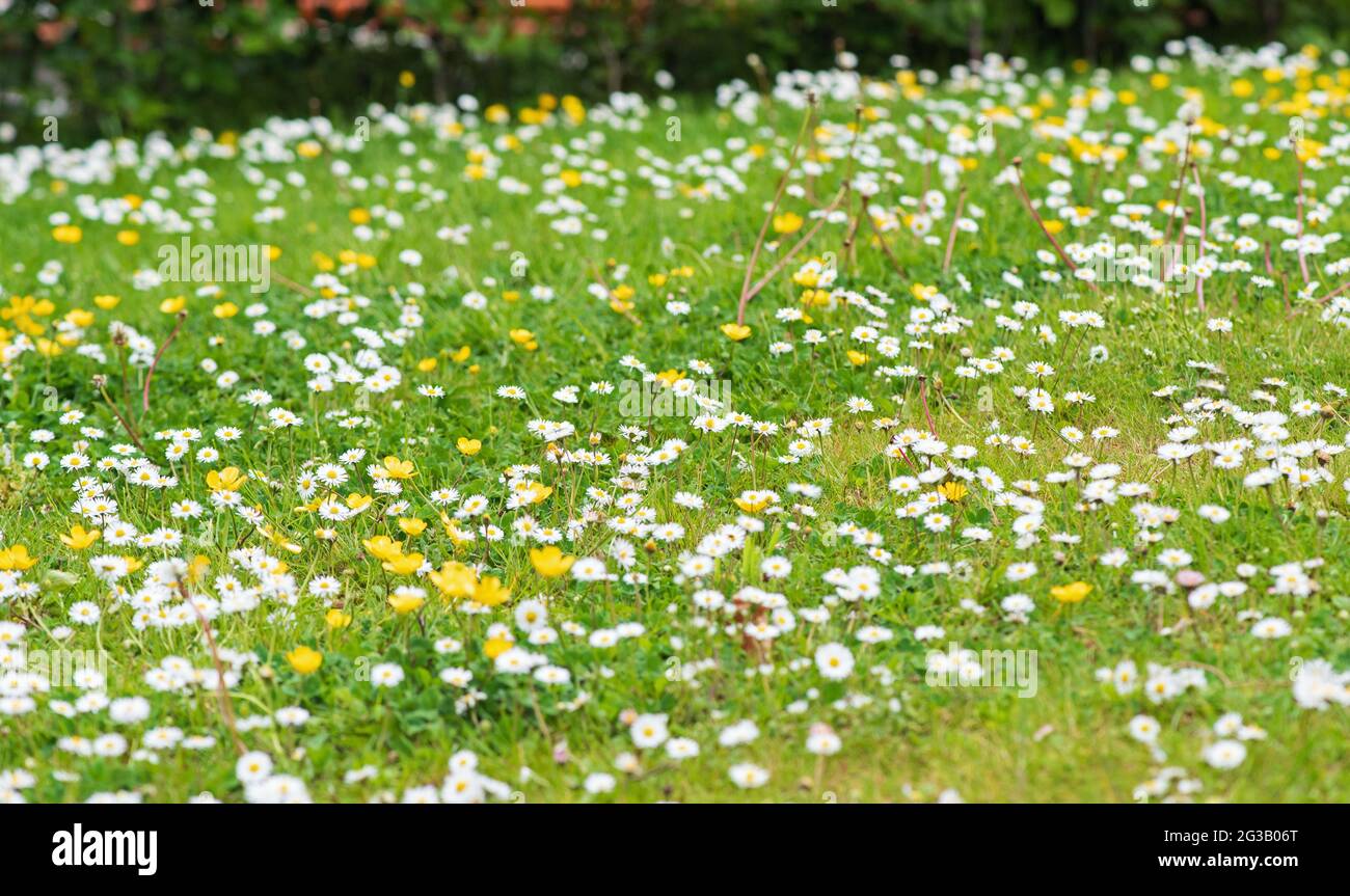 Natural background with common daisy and yellow meadow buttercups Stock Photo