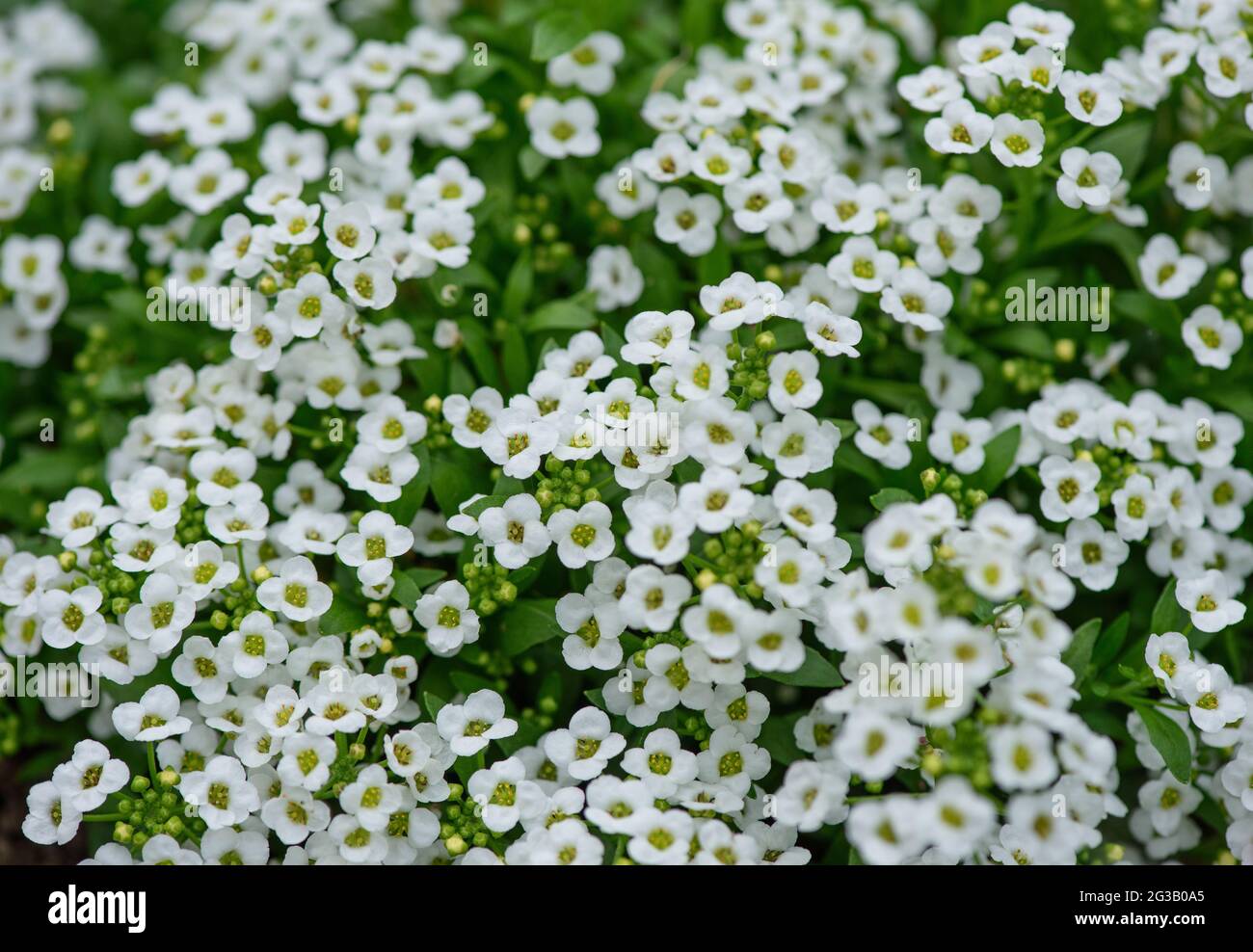 White Sweet Alyssum flowers growing in the garden on a summer time Stock Photo