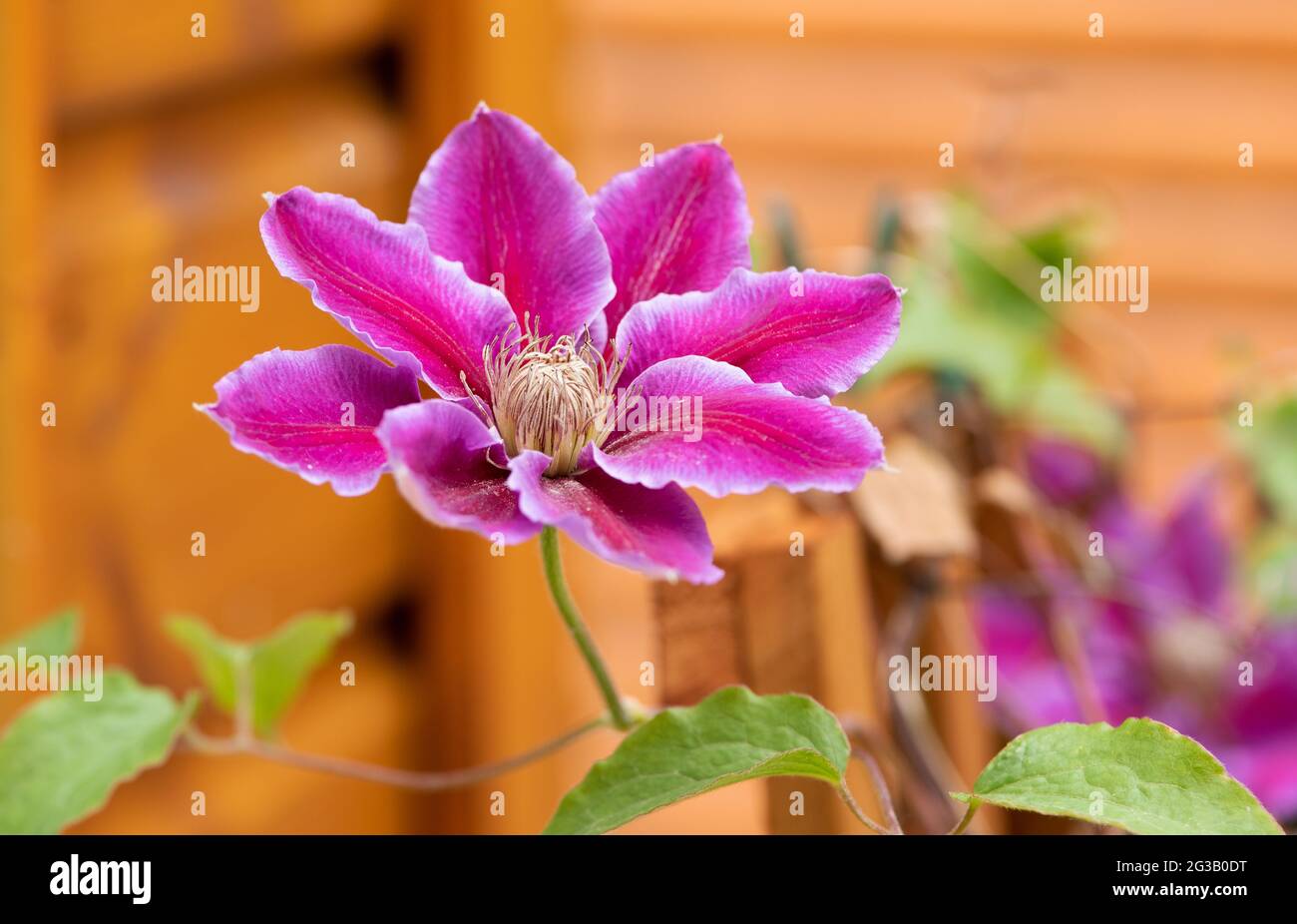 Leather flower , Clematis hybrid close up blossom in the garden Stock Photo