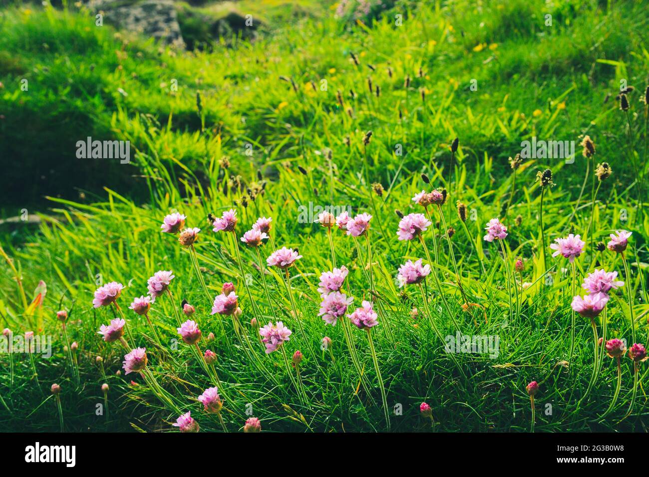 Wild flowers grow in a summer meadow Stock Photo - Alamy