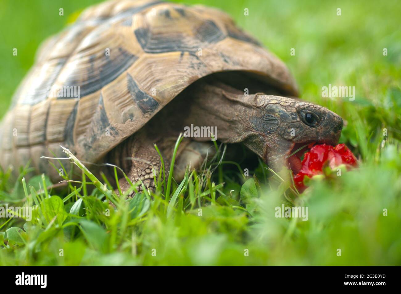 Turtles strawberries hunger Stock Photo