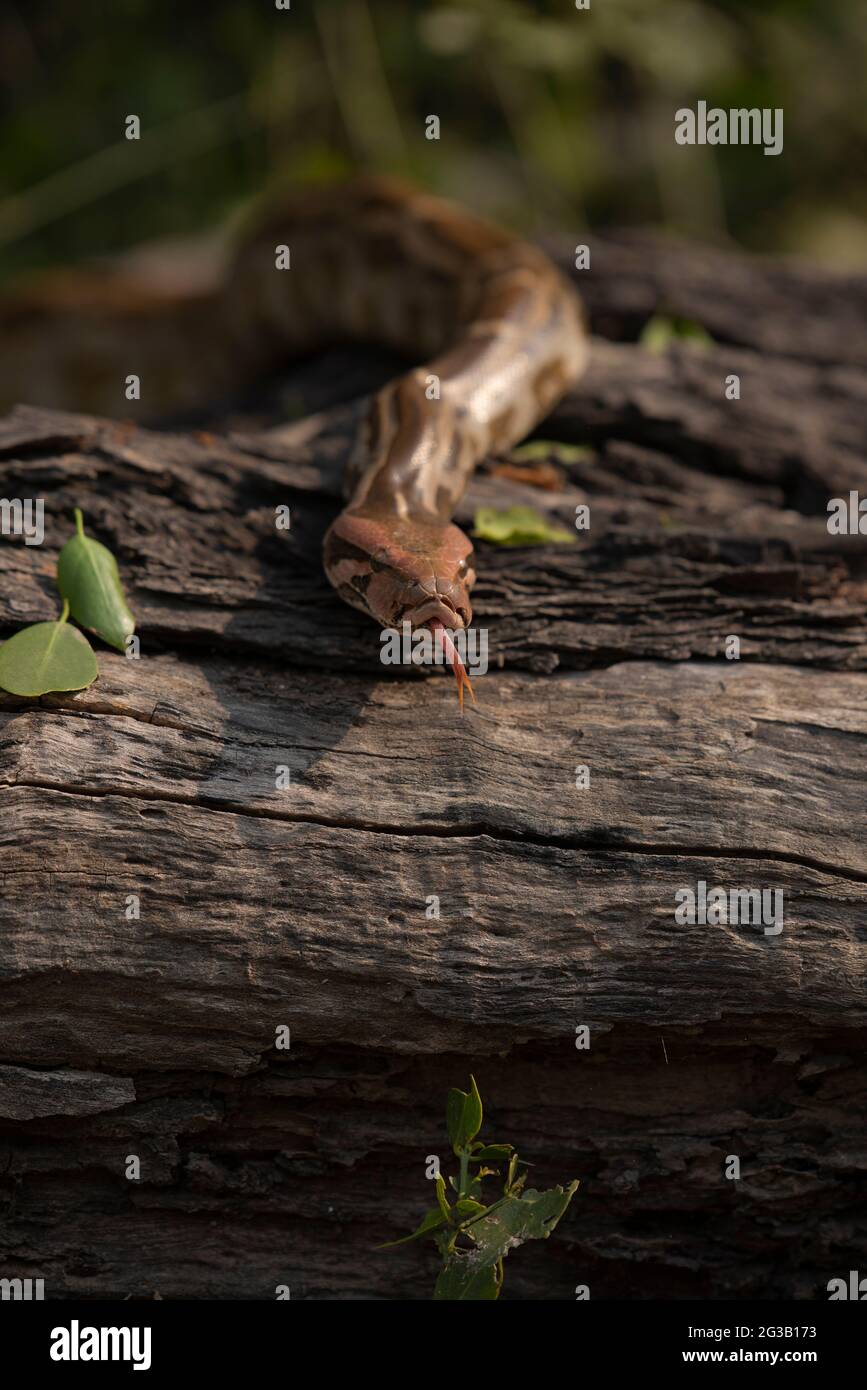 Rock python potrait Stock Photo - Alamy