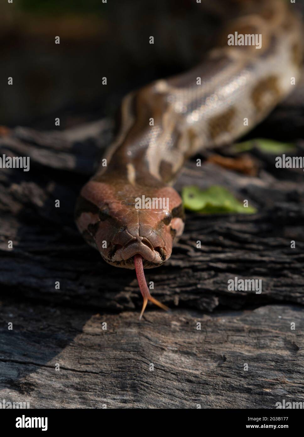 Python tail hi-res stock photography and images - Alamy