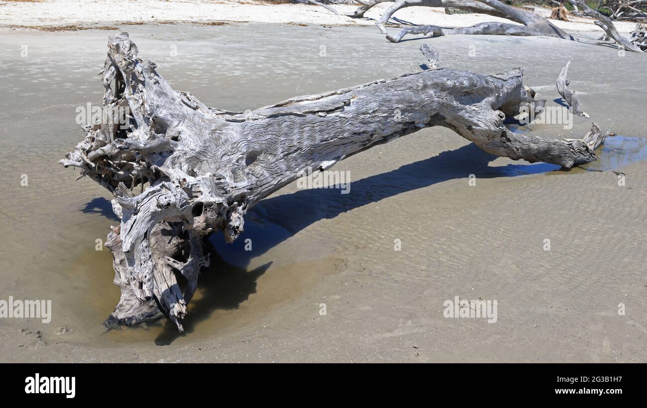 Large driftwood branch extending across a beach Stock Photo Alamy