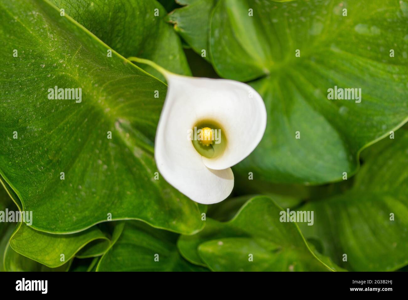 one in green large leaves Zantedeschia aethiopica, commonly known as calla lily and arum lily.close up. a simple and elegant calla lily. elegant Stock Photo