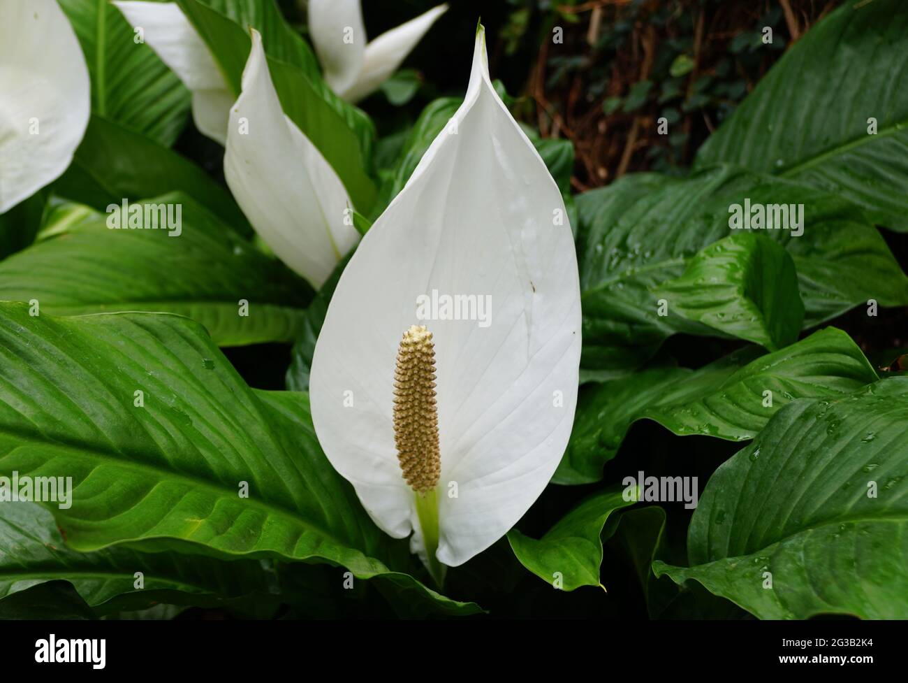 Spathe flower hi-res stock photography and images - Alamy