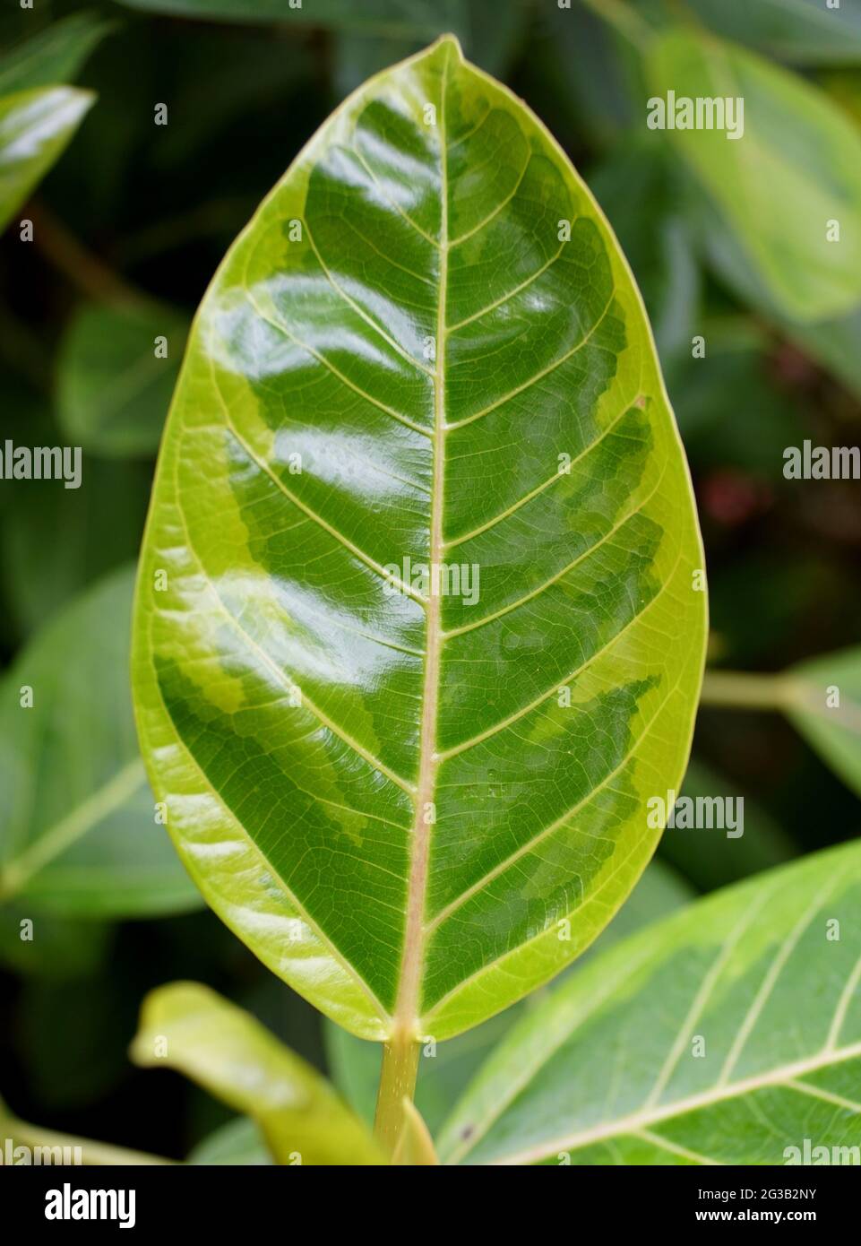 Beautiful leaf of Council Tree 'Variegata', with scientific name Ficus Altissima Stock Photo