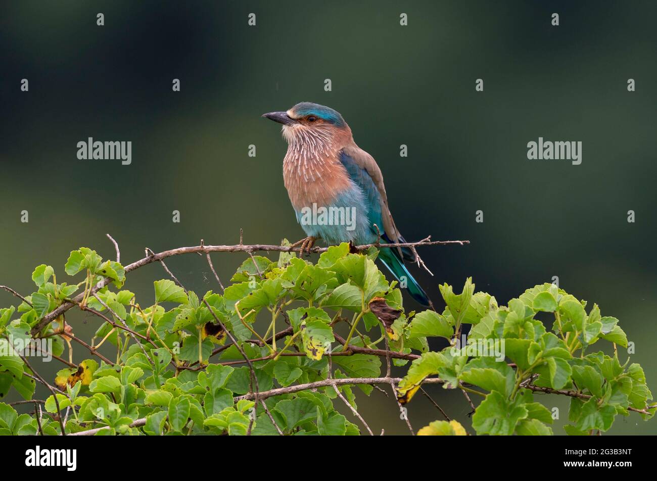 Indian roller Stock Photo