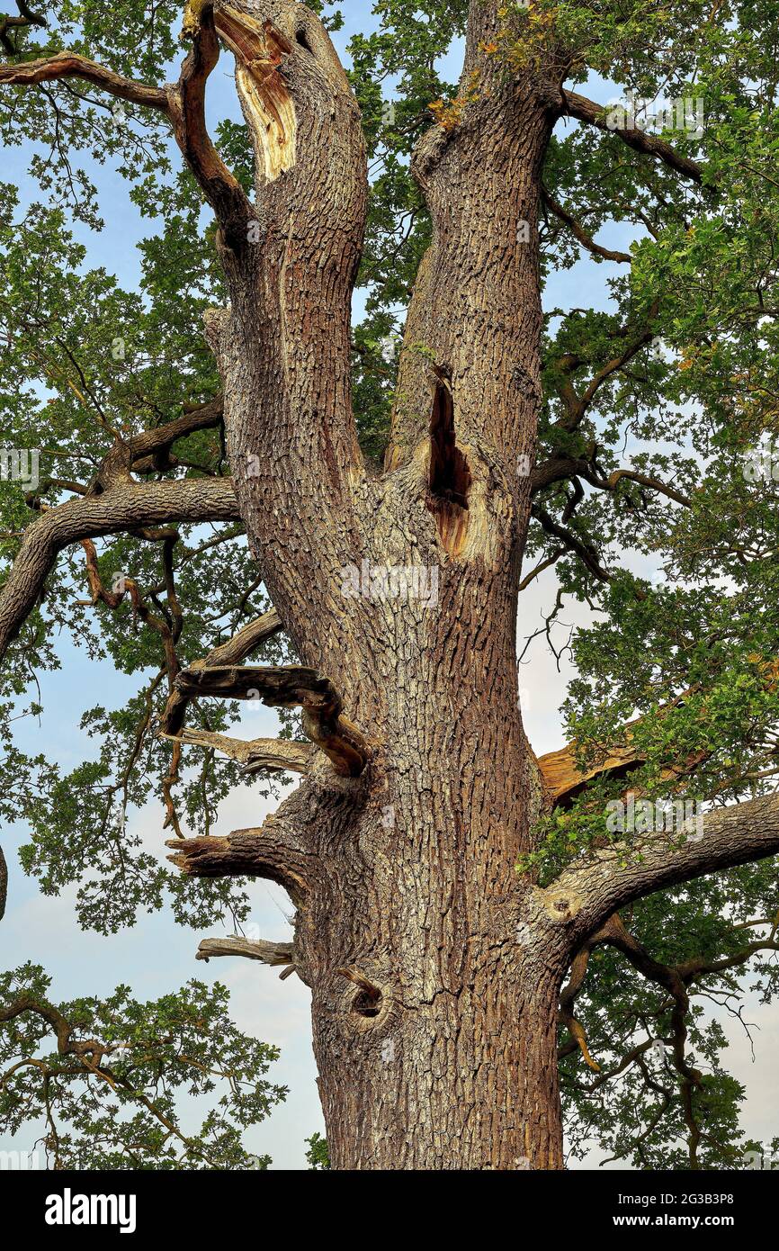 Old majestic tree hi-res stock photography and images - Alamy