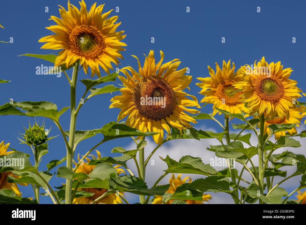 Sunflowers close up in field with the blue sky Stock Photo - Alamy