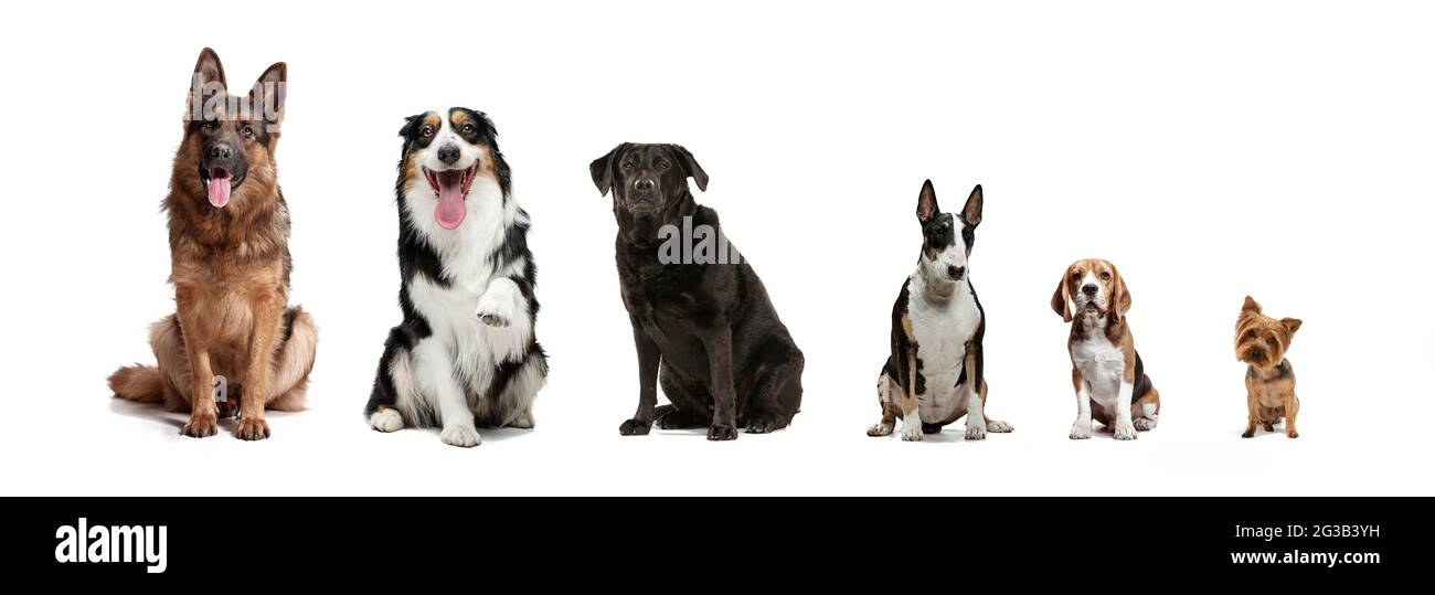 small purebred dogs