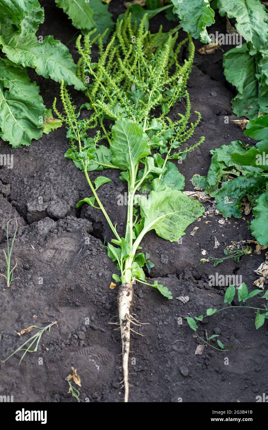 Sugar beet seed hires stock photography and images Alamy