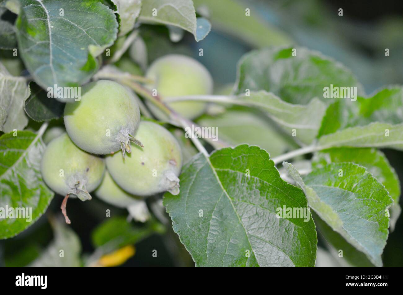 kleine Apfelknospen am Zweig des Apfelbaumes hängend Stock Photo
