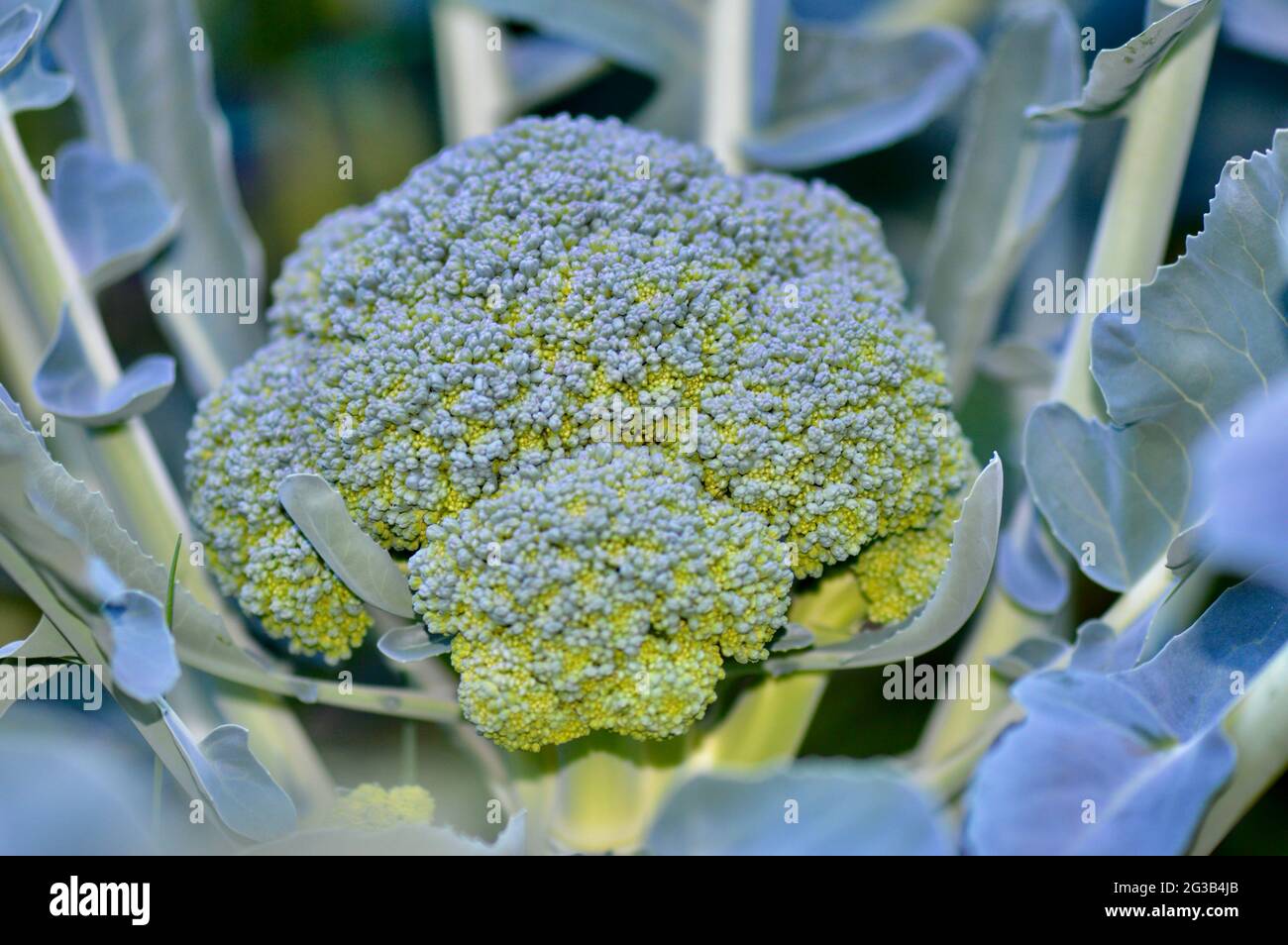 brassica oleacea - Broccolirose im Hochbeet Stock Photo