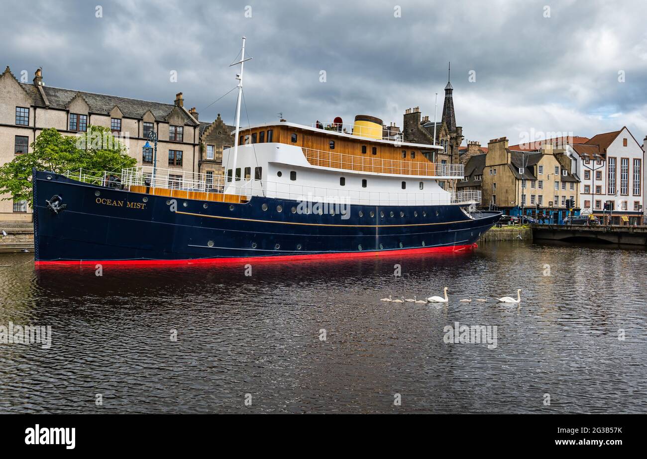 Converted ship Ocean Mist to floating hotel with swans & cygnets swimming in Water of Leith river, Edinburgh, Scotland, UK Stock Photo