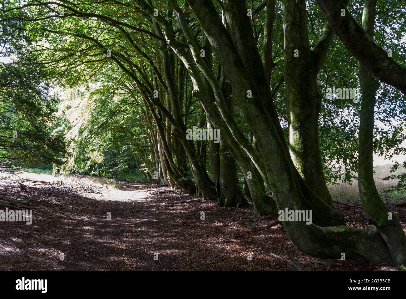 A pathway along a beautiful beech avenue near Chilgrove, South Downs National Park, West Sussex, England, UK Stock Photo
