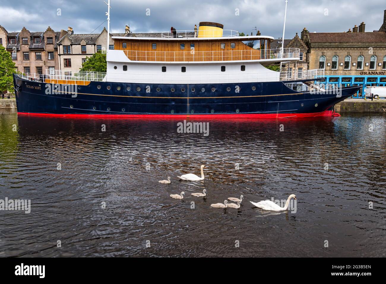 Converted ship Ocean Mist to floating hotel with swans & cygnets swimming in Water of Leith river, Edinburgh, Scotland, UK Stock Photo