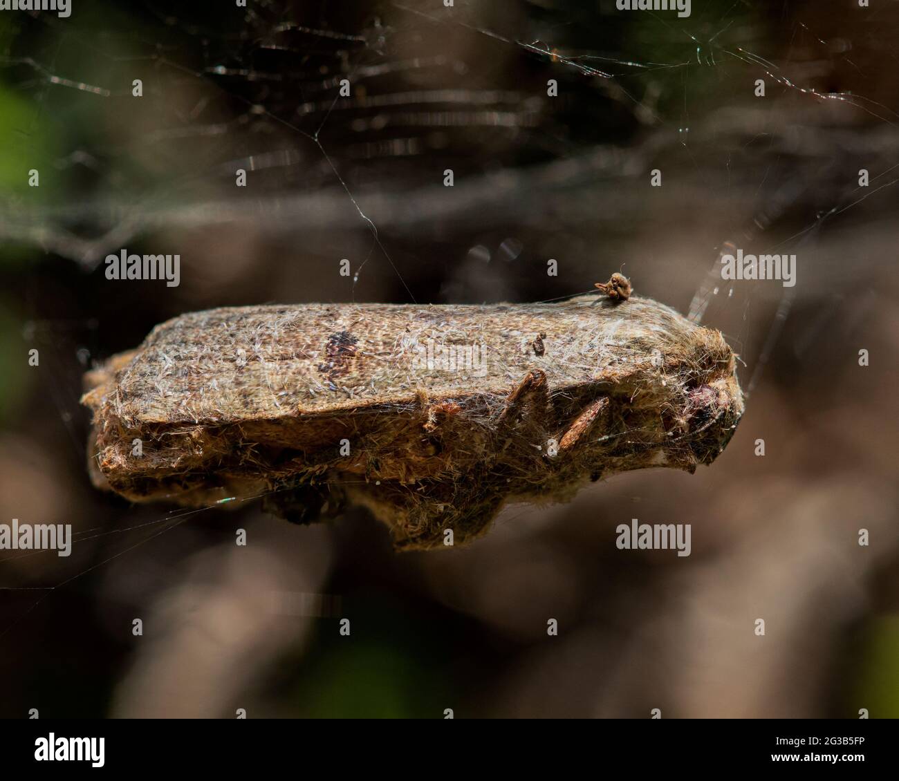 brown moth trapped in a spider web in a garden in the UK Stock Photo