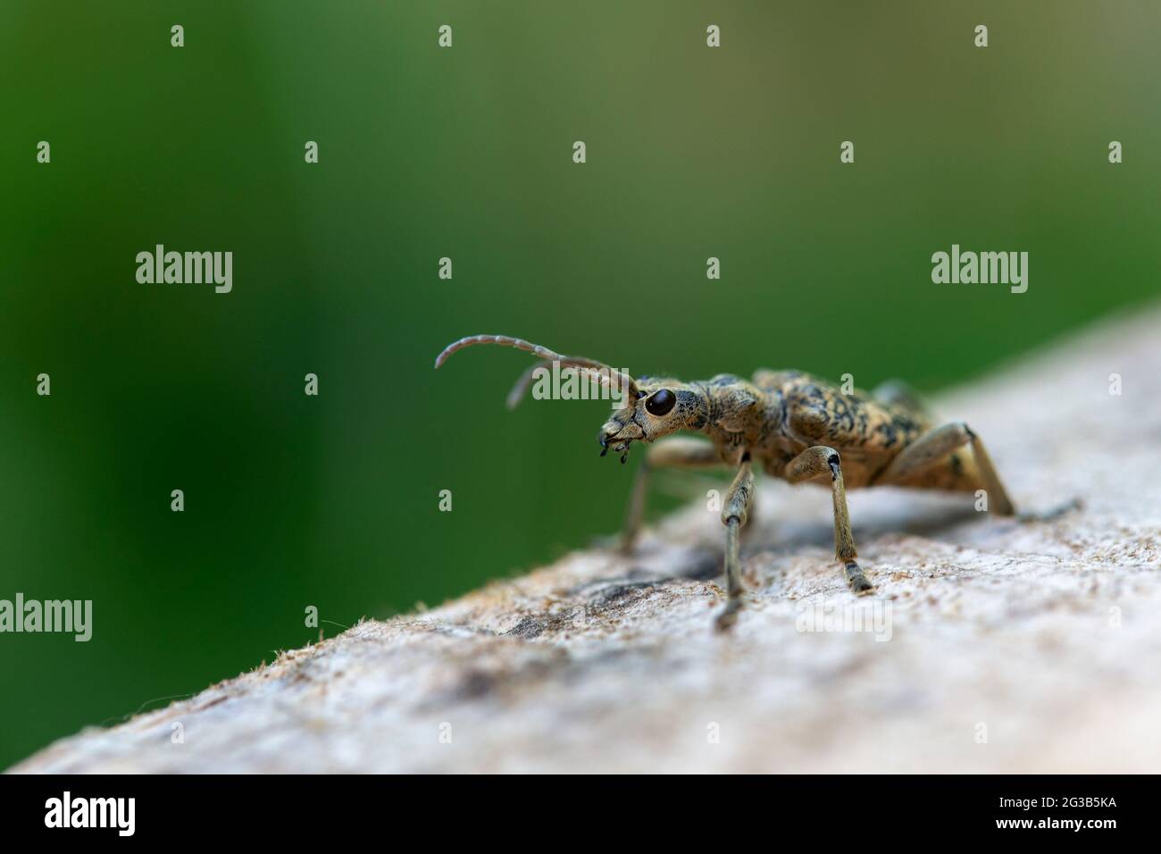 Longhorn beetle Cermabycidae Rhagium sycophanta on wood Stock Photo