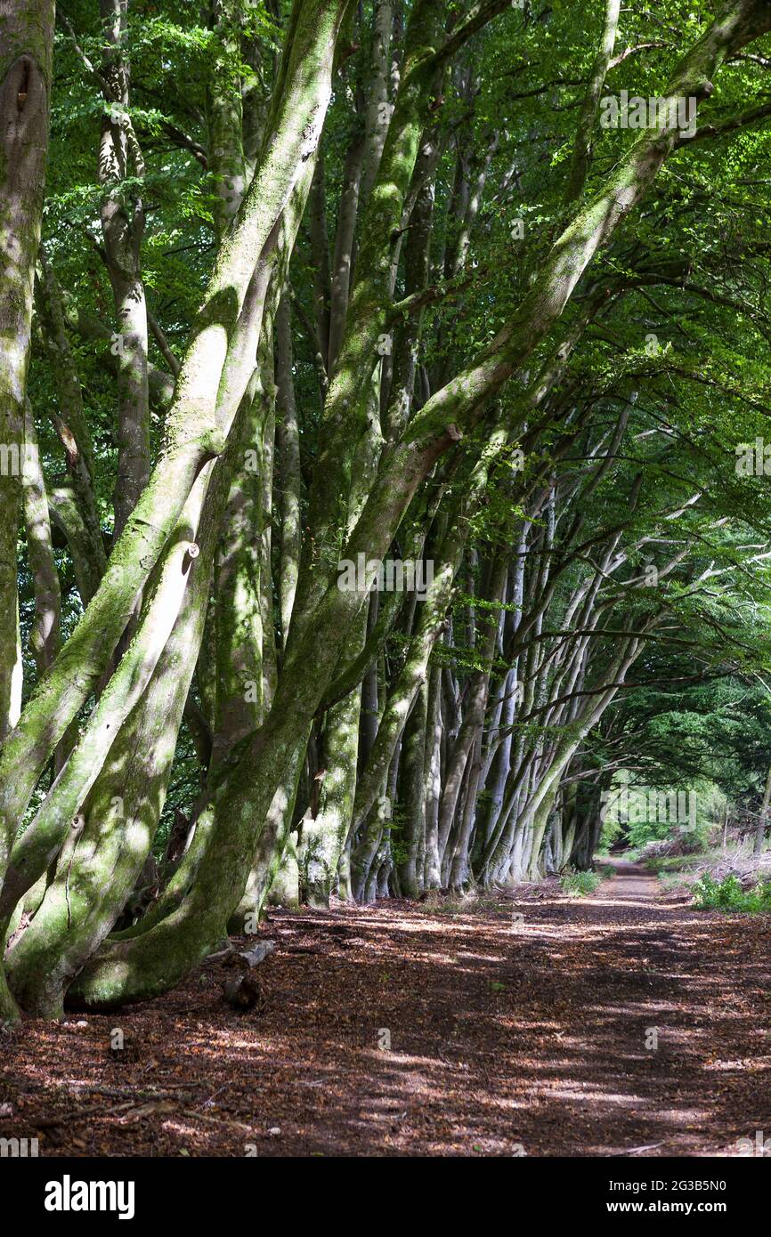 A pathway along a beautiful beech avenue near Chilgrove, South Downs National Park, West Sussex, England, UK Stock Photo