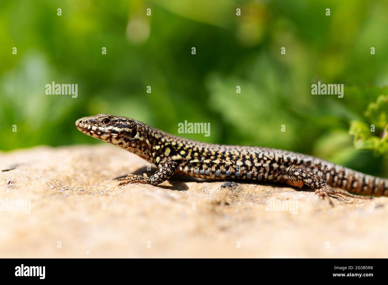 Wall lizard Lacerta muralis in close view sitting on a light stone Stock Photo