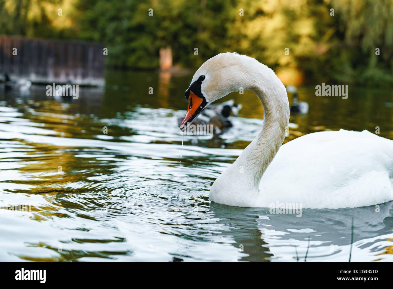 Beautiful swan swimming on the pond in park Stock Photo - Alamy