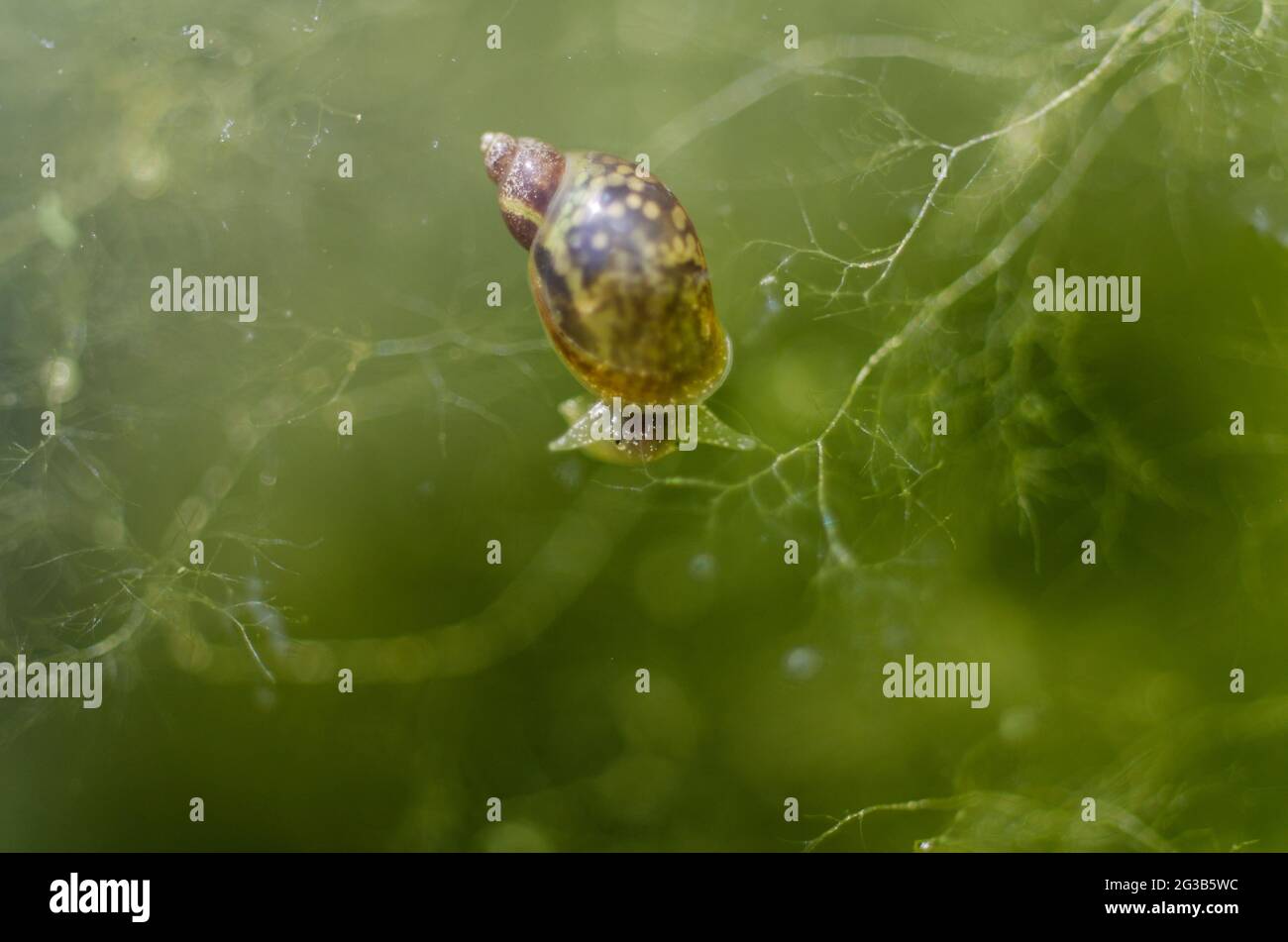 Pond snail Limnaea stagnalis in water with green algae Stock Photo Alamy