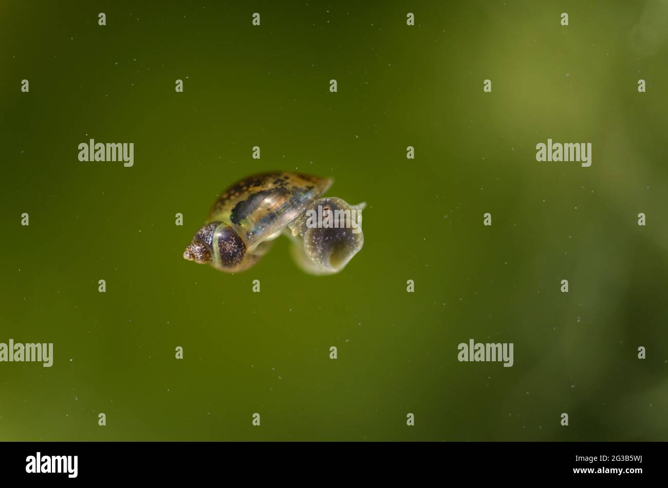 Pond snail Limnaea stagnalis in water with green algae Stock Photo Alamy