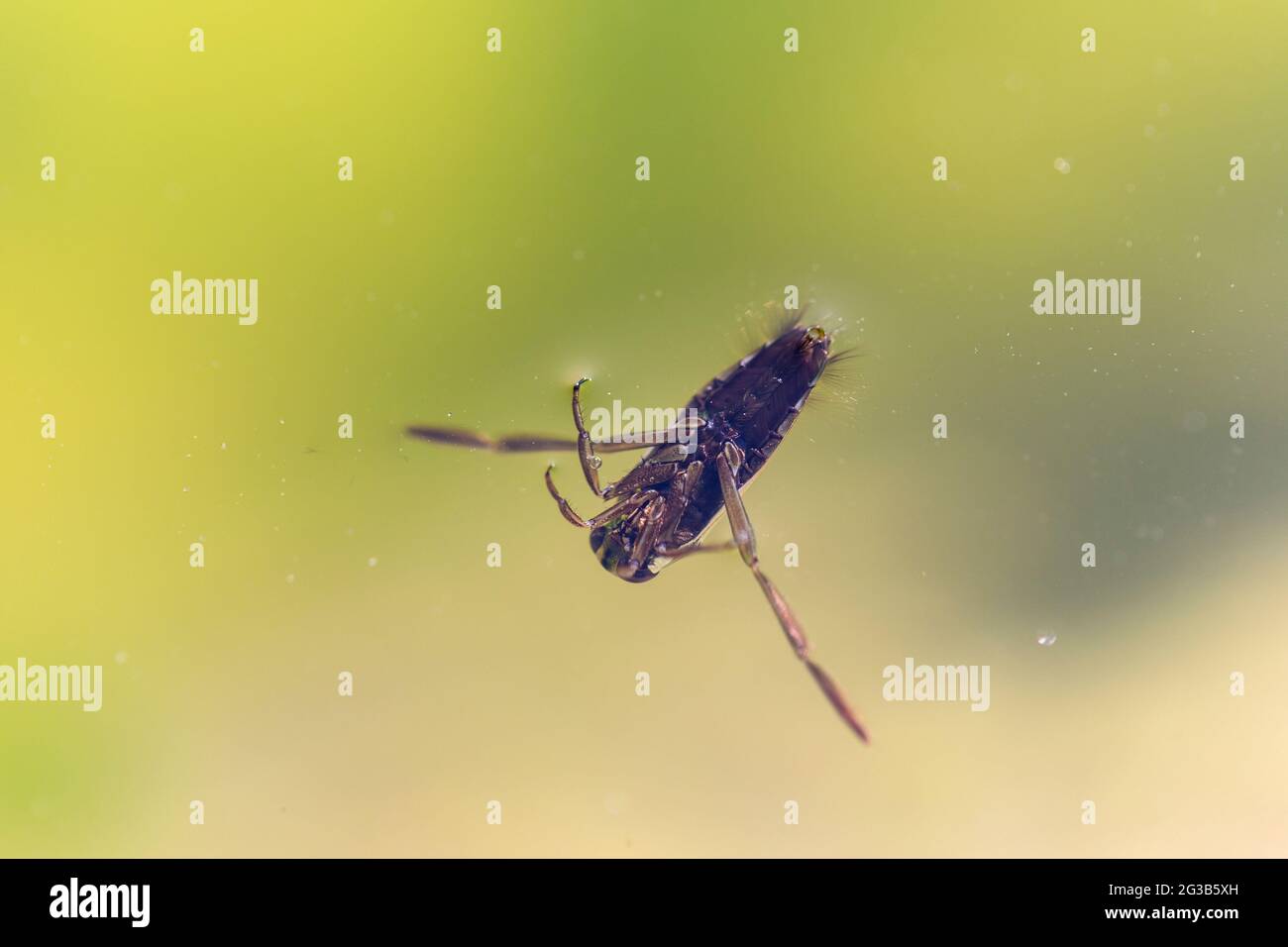 Aquatic insect Hemiptera Notonecta glauca close-up swimming Stock Photo