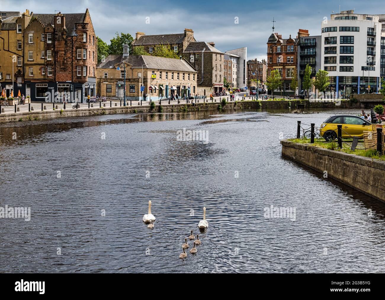 Swans & cygnets swimming in Water of Leith river, The Shore riverbank, Leith, Edinburgh, Scotland, UK Stock Photo