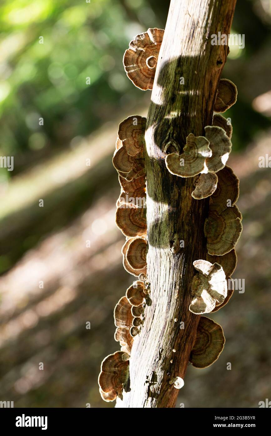 Fungus Trametes versicolor growing on dead wood Stock Photo