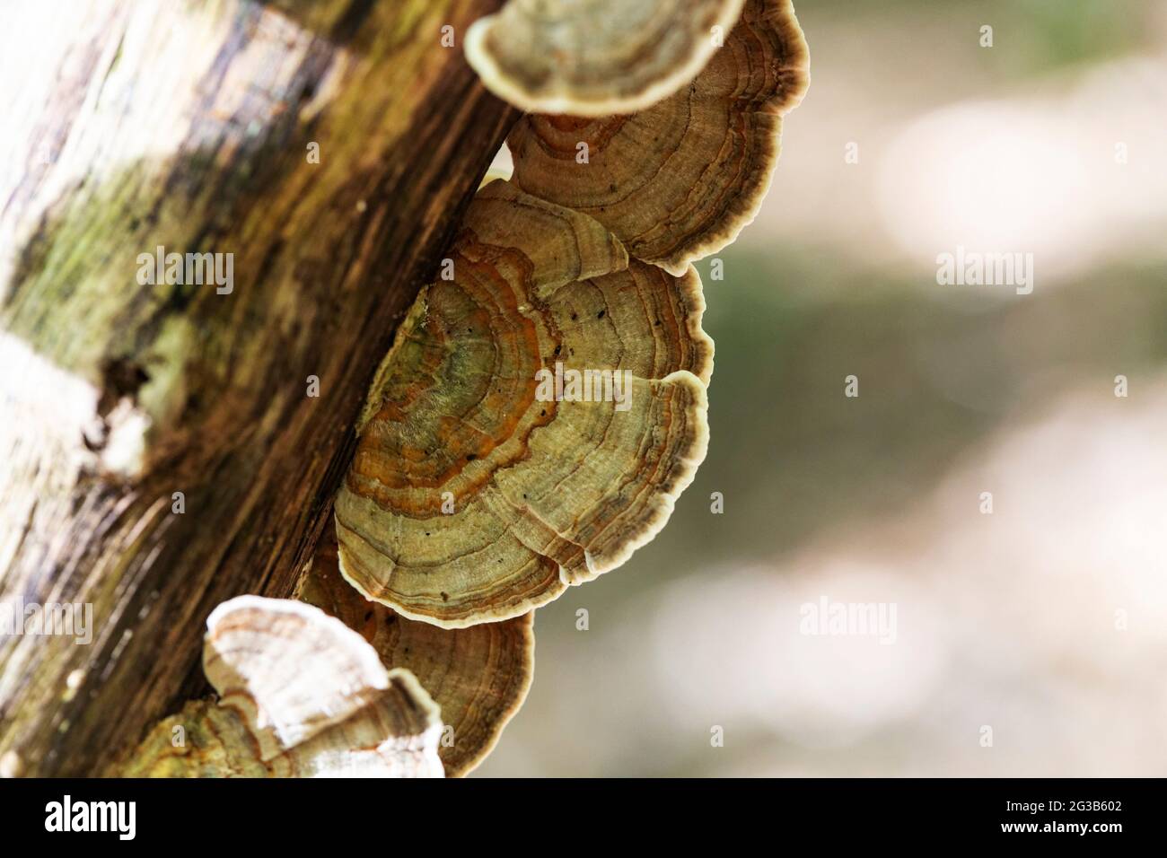 Fungus Trametes versicolor growing on dead wood Stock Photo