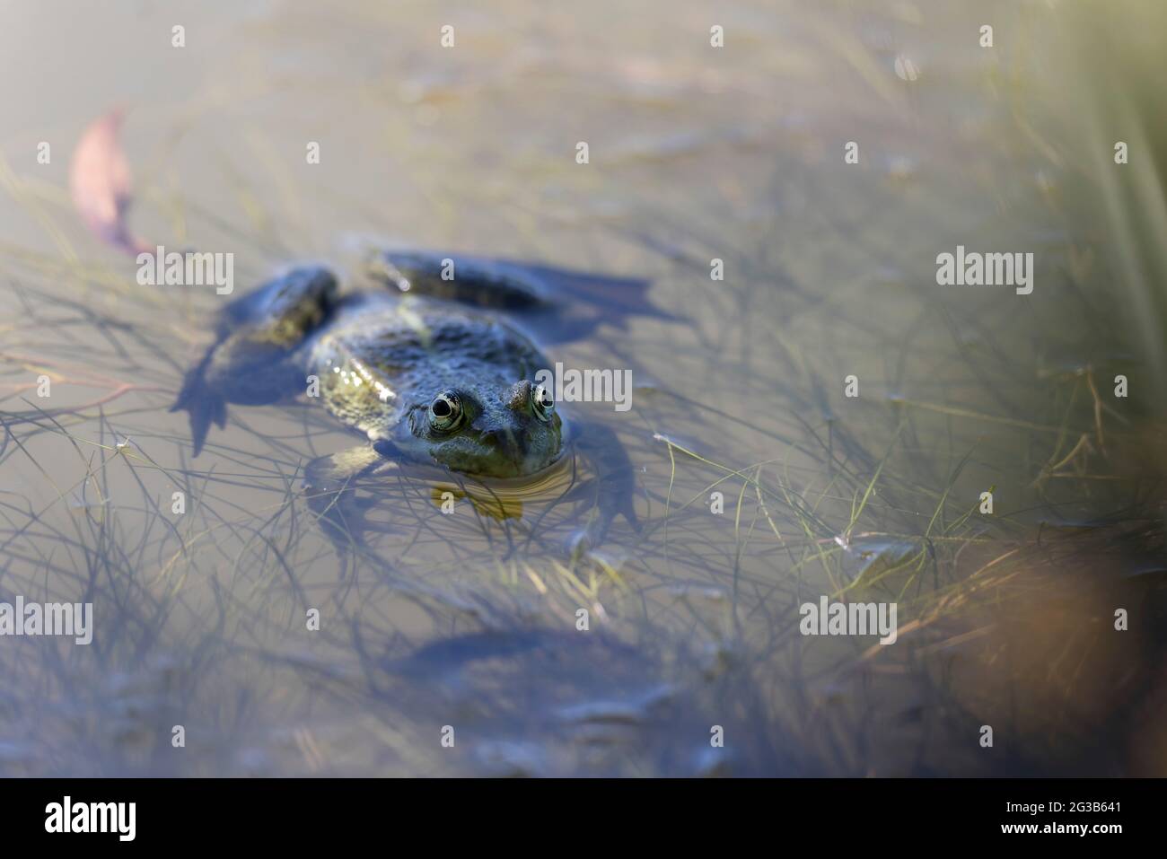Green frog Pelophylax cf. esculentus ridibundus close-up Stock Photo