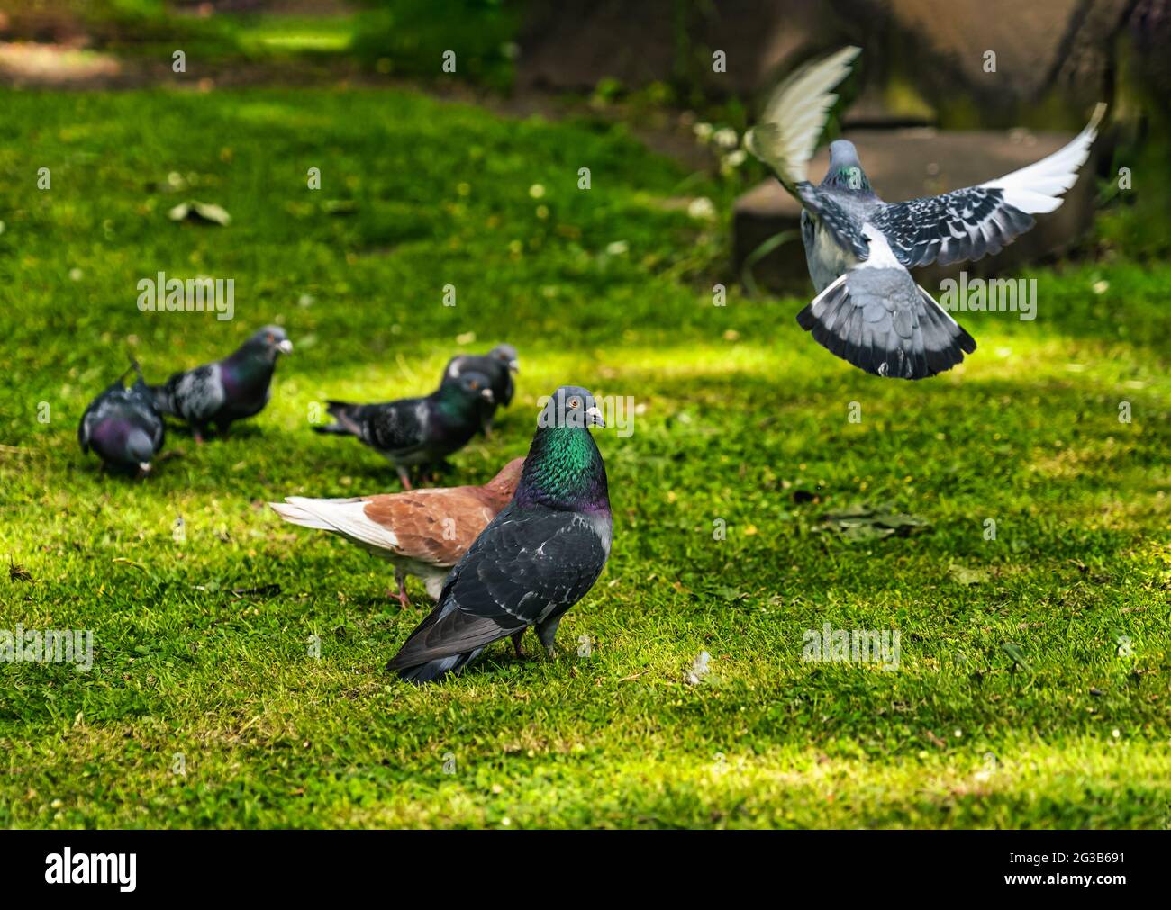 Colourful varieties of pigeons on grass in graveyard, Edinburgh, Scotland, UK Stock Photo