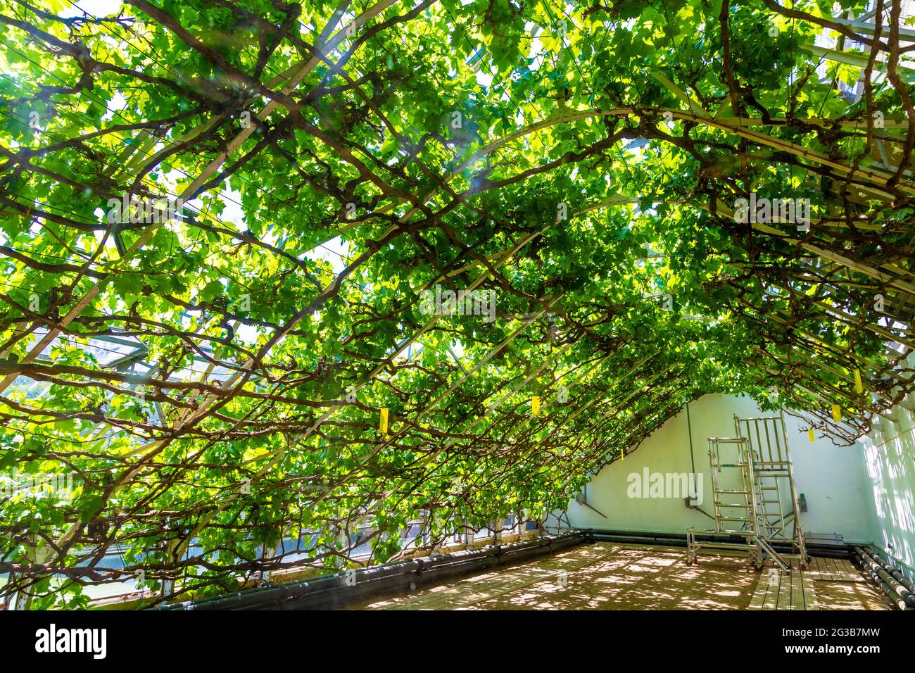 The Great Vine at Hampton Court Palace, Richmond, London, UK Stock Photo