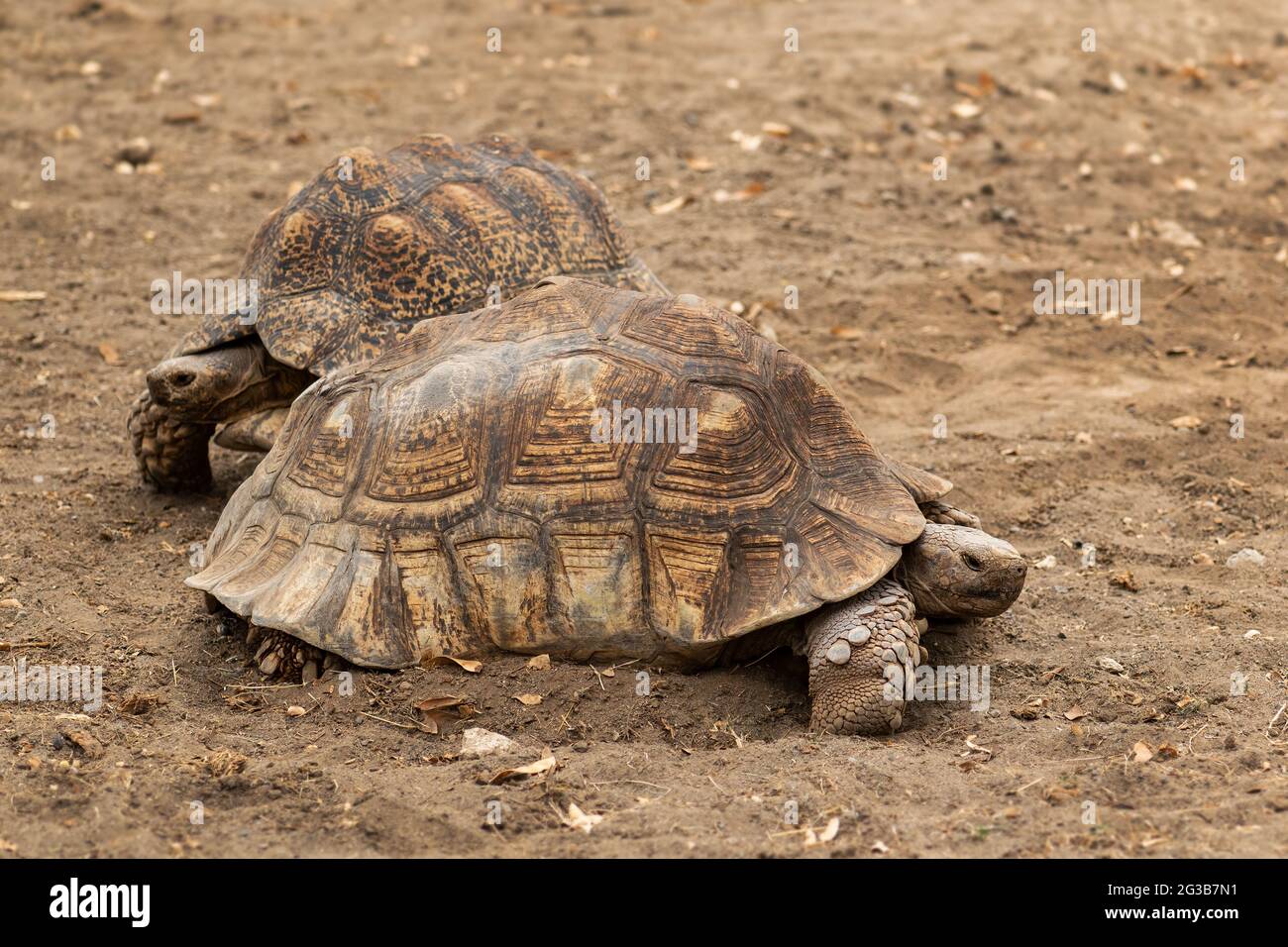 African Spurred Tortoise - Centrochelys sulcata, large tortoise from African bushes, woodlands and grasslands, lake Langano, Ethiopia. Stock Photo