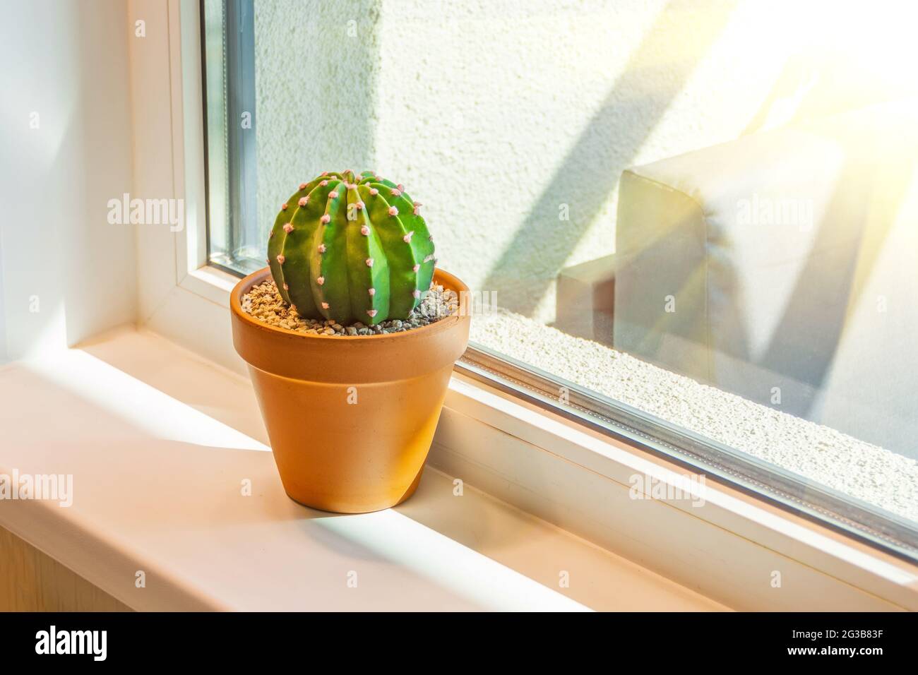 Round big green cactus on a windowsill in an apartment in a clay pot lit by  the sun Stock Photo - Alamy