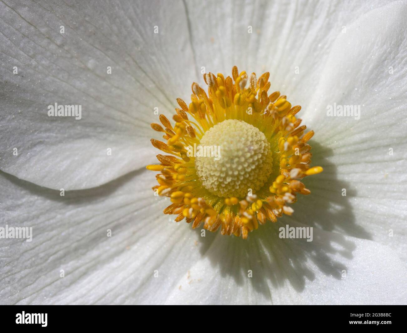 Close up of a flower center of Anemone sylvestris showing anatomy parts such as staments and pistils Stock Photo