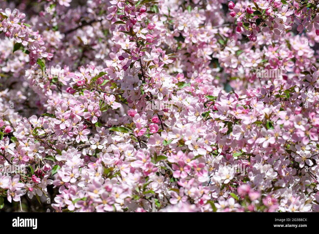 Beautiful pink tree blossoms in spring. Full frame photo - floral background. Stock Photo